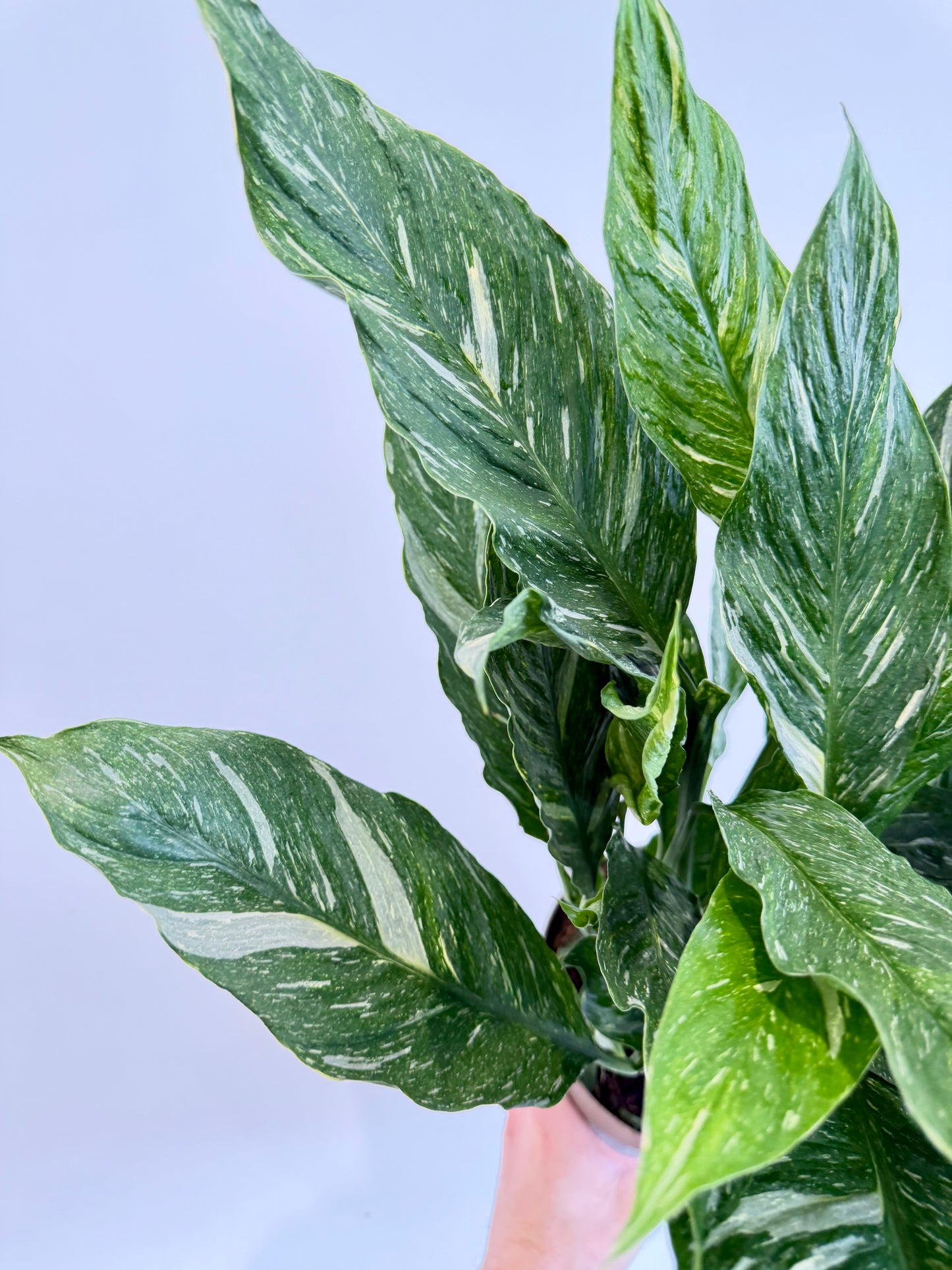 Variegated Peace Lily - Spathiphyllum Diamond Variegata