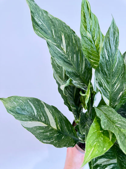 Variegated Peace Lily - Spathiphyllum Diamond Variegata