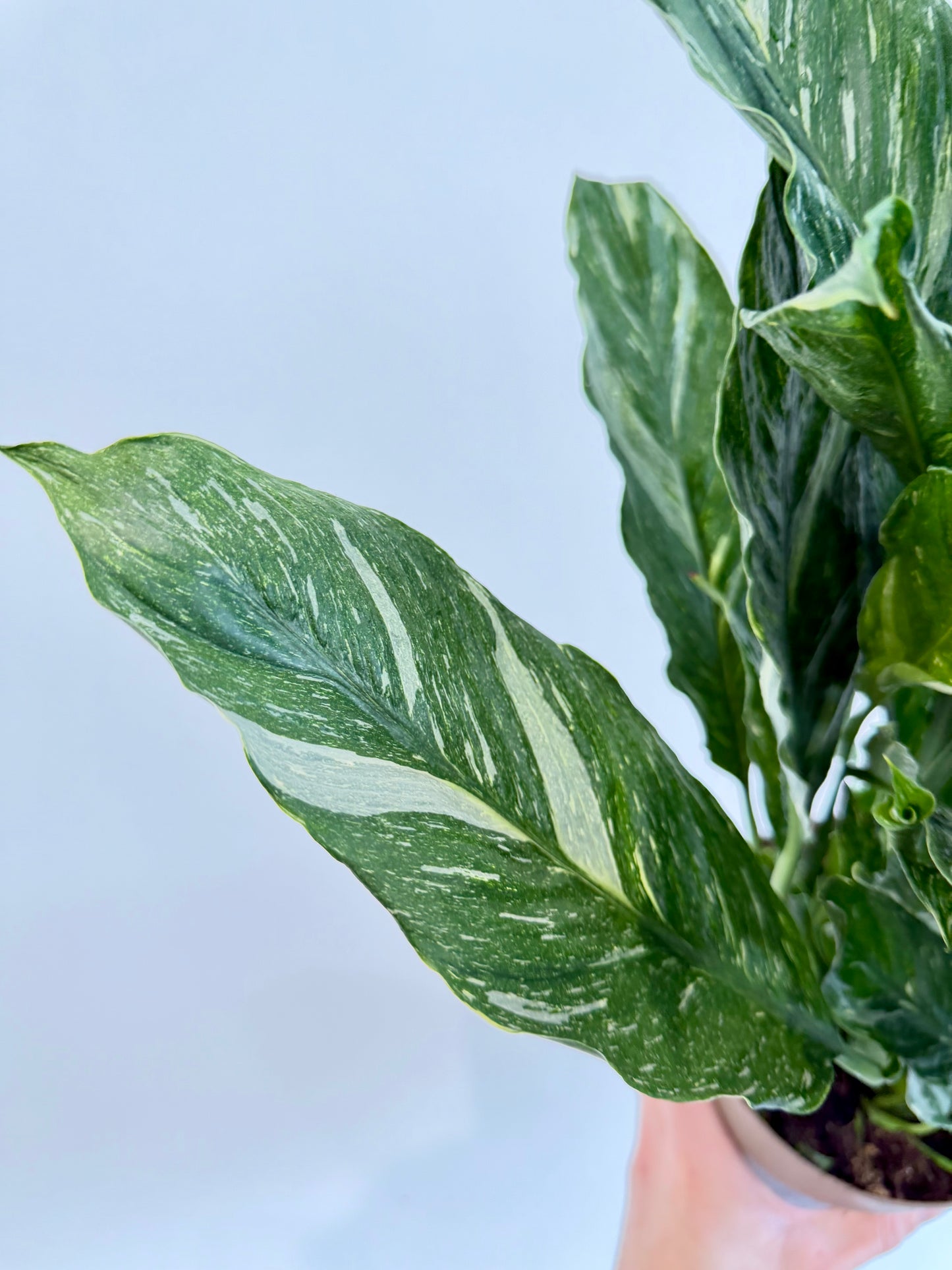 Variegated Peace Lily - Spathiphyllum Diamond Variegata