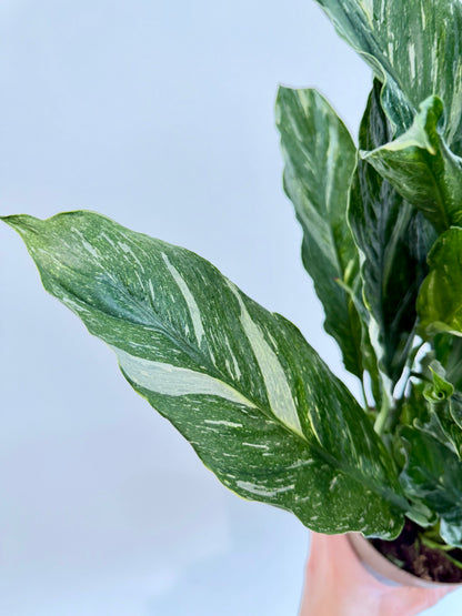 Variegated Peace Lily - Spathiphyllum Diamond Variegata
