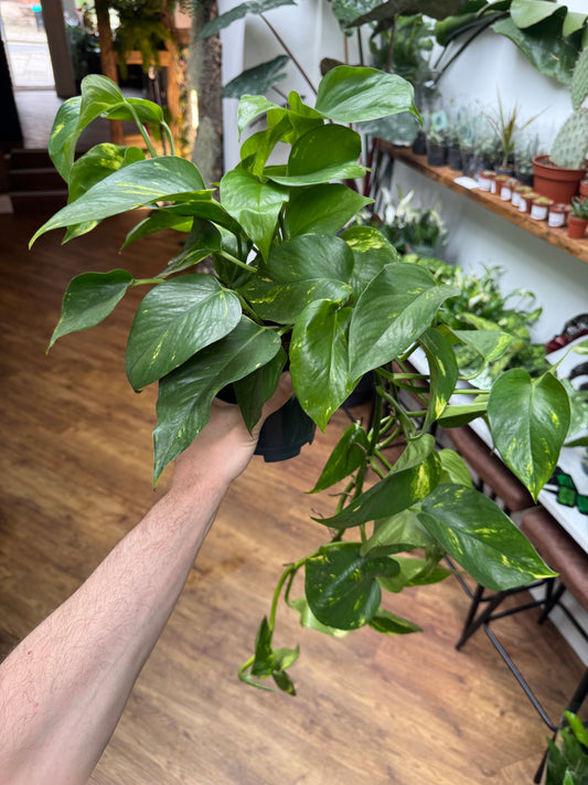 Epipremnum Aureum - Golden Pothos / Devil’s Ivy
