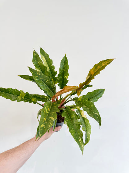 Philodendron Ring of Fire