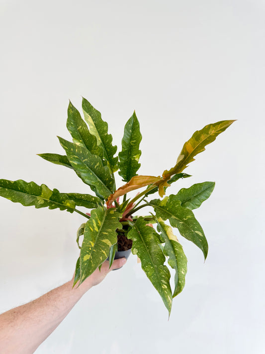 Philodendron Ring of Fire