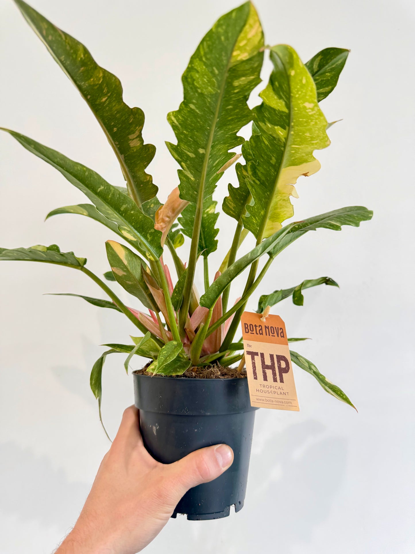Philodendron Ring of Fire