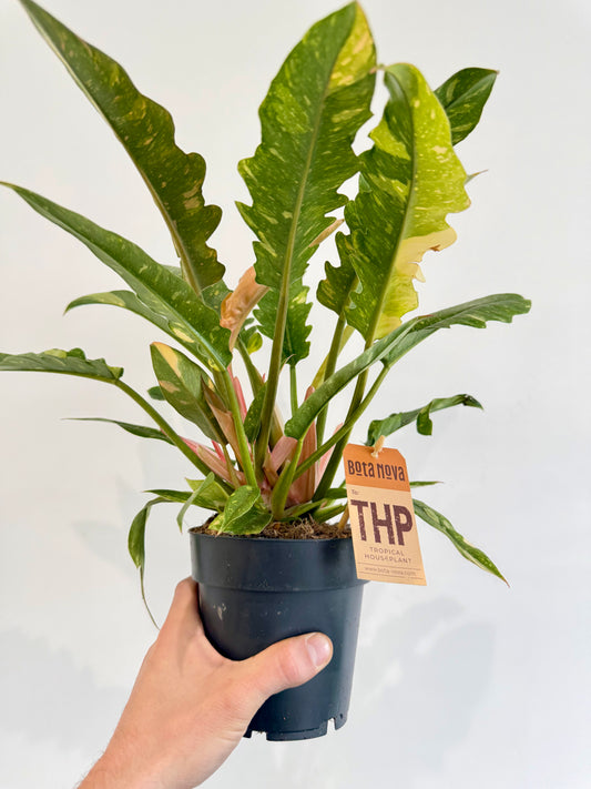 Philodendron Ring of Fire