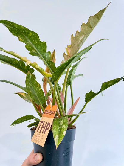 Philodendron Ring of Fire