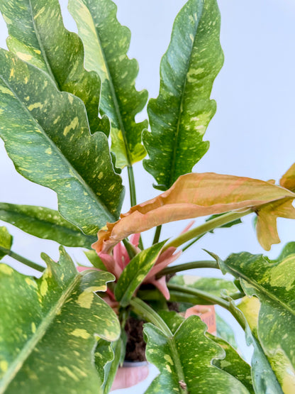 Philodendron Ring of Fire