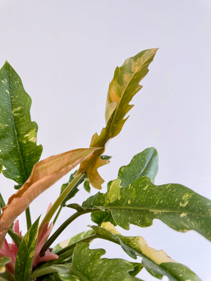 Philodendron Ring of Fire