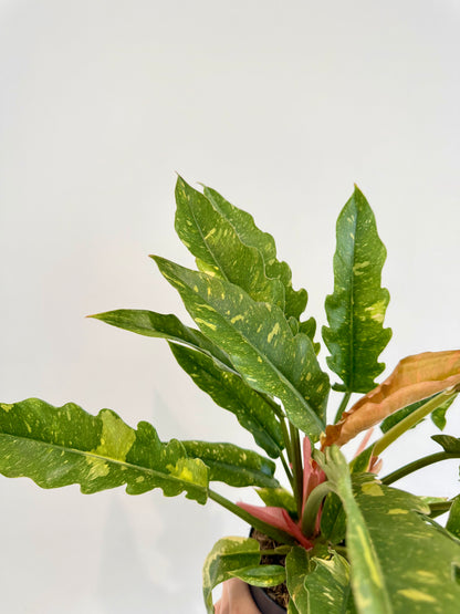 Philodendron Ring of Fire