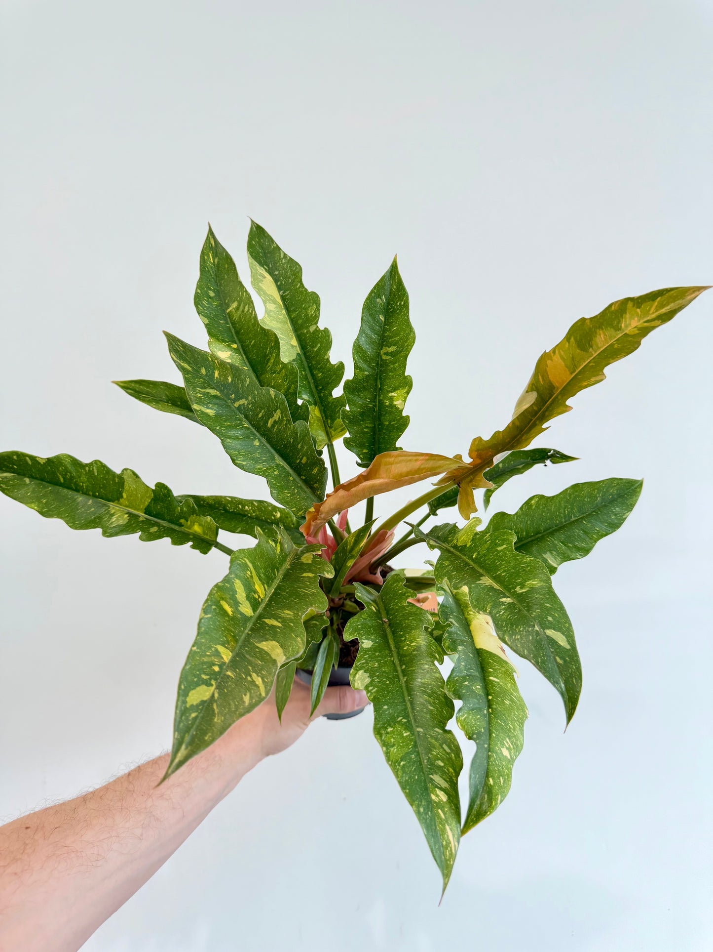 Philodendron Ring of Fire