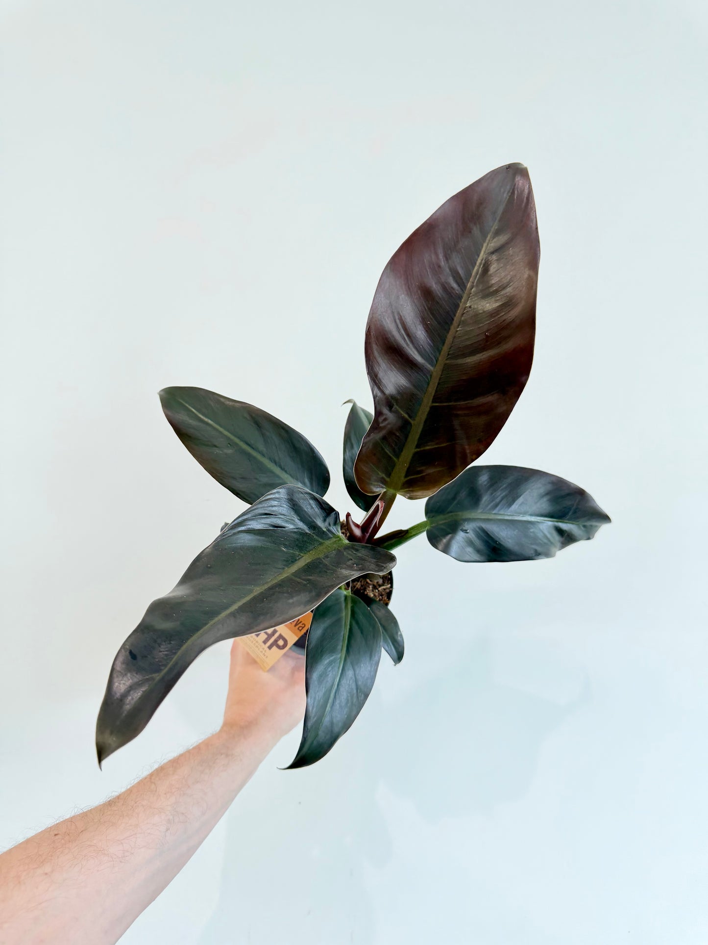 Philodendron Imperial Red