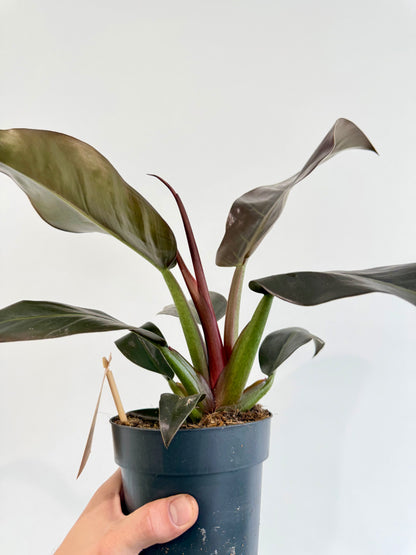 Philodendron Imperial Red