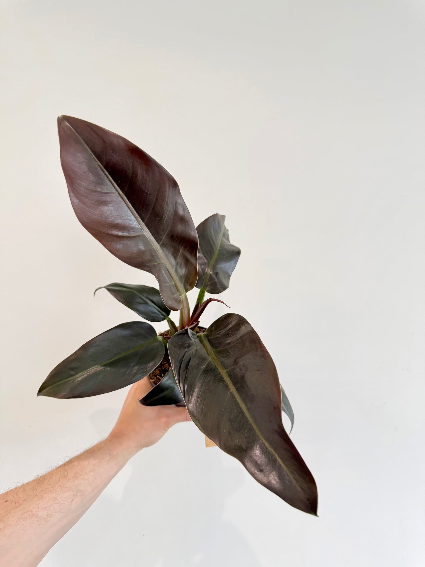 Philodendron Imperial Red