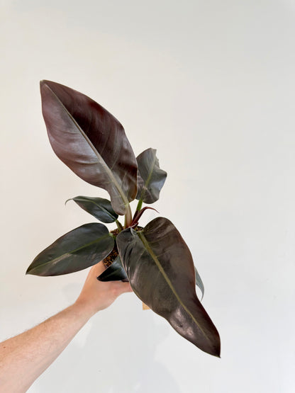 Philodendron Imperial Red