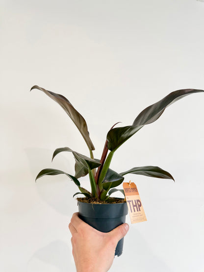 Philodendron Imperial Red