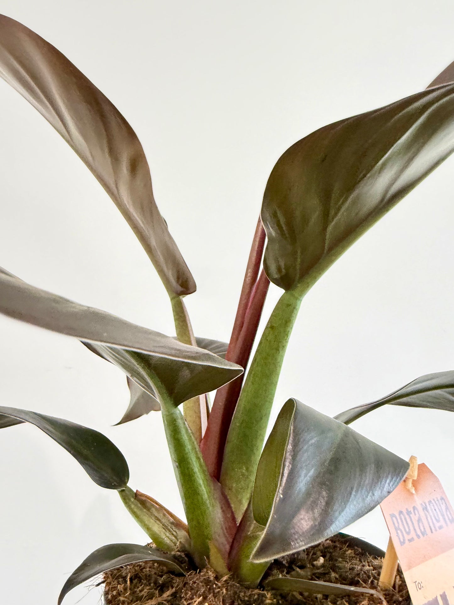 Philodendron Imperial Red