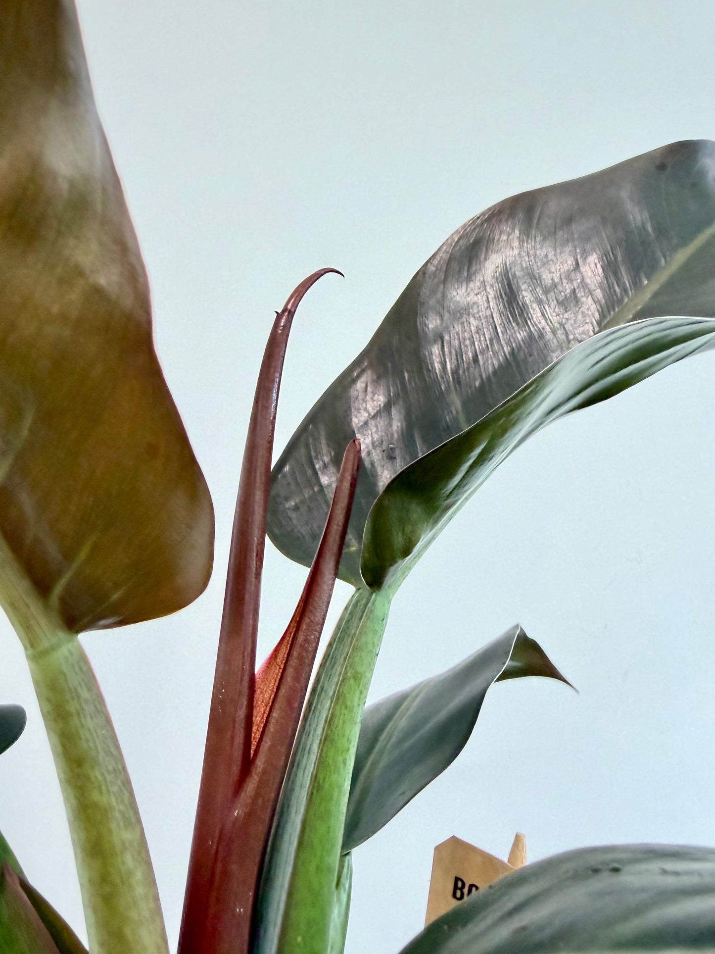 Philodendron Imperial Red