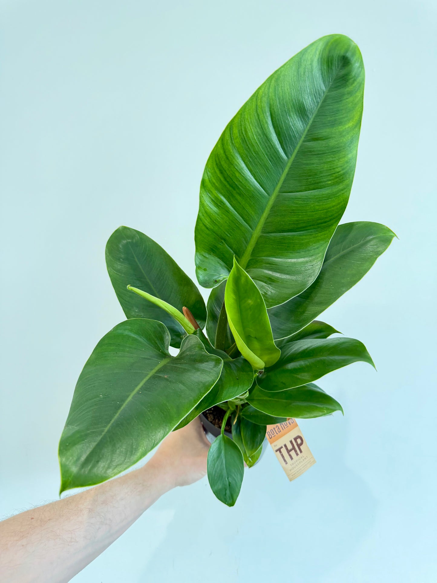 Philodendron Imperial Green