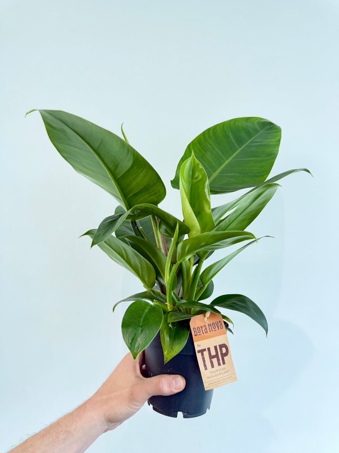 Philodendron Imperial Green