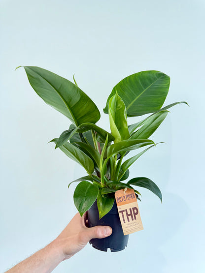 Philodendron Imperial Green