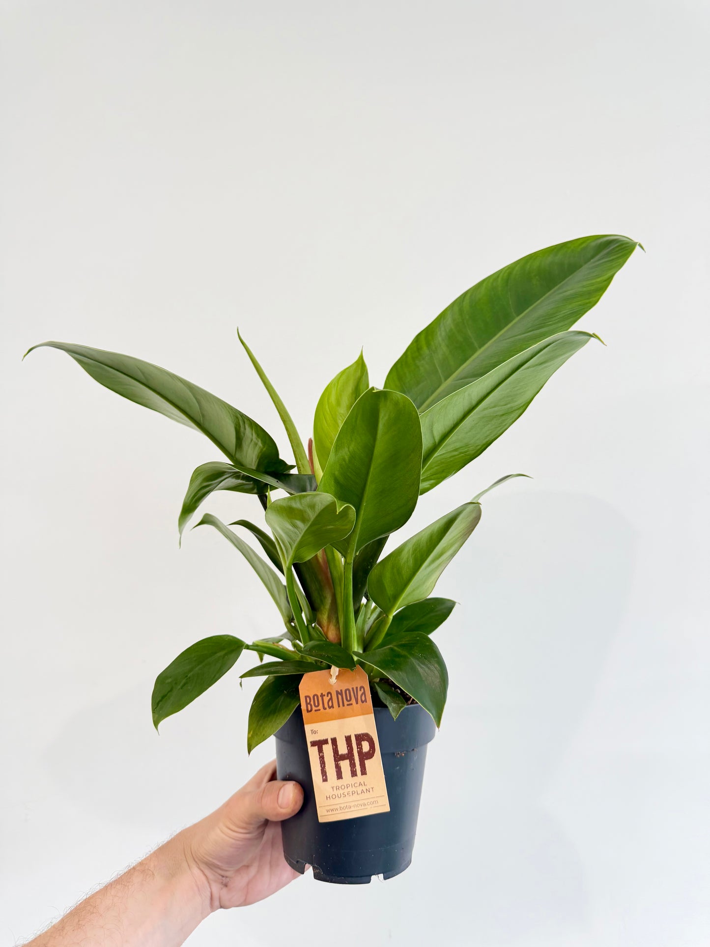 Philodendron Imperial Green
