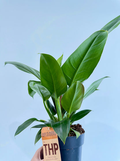 Philodendron Imperial Green