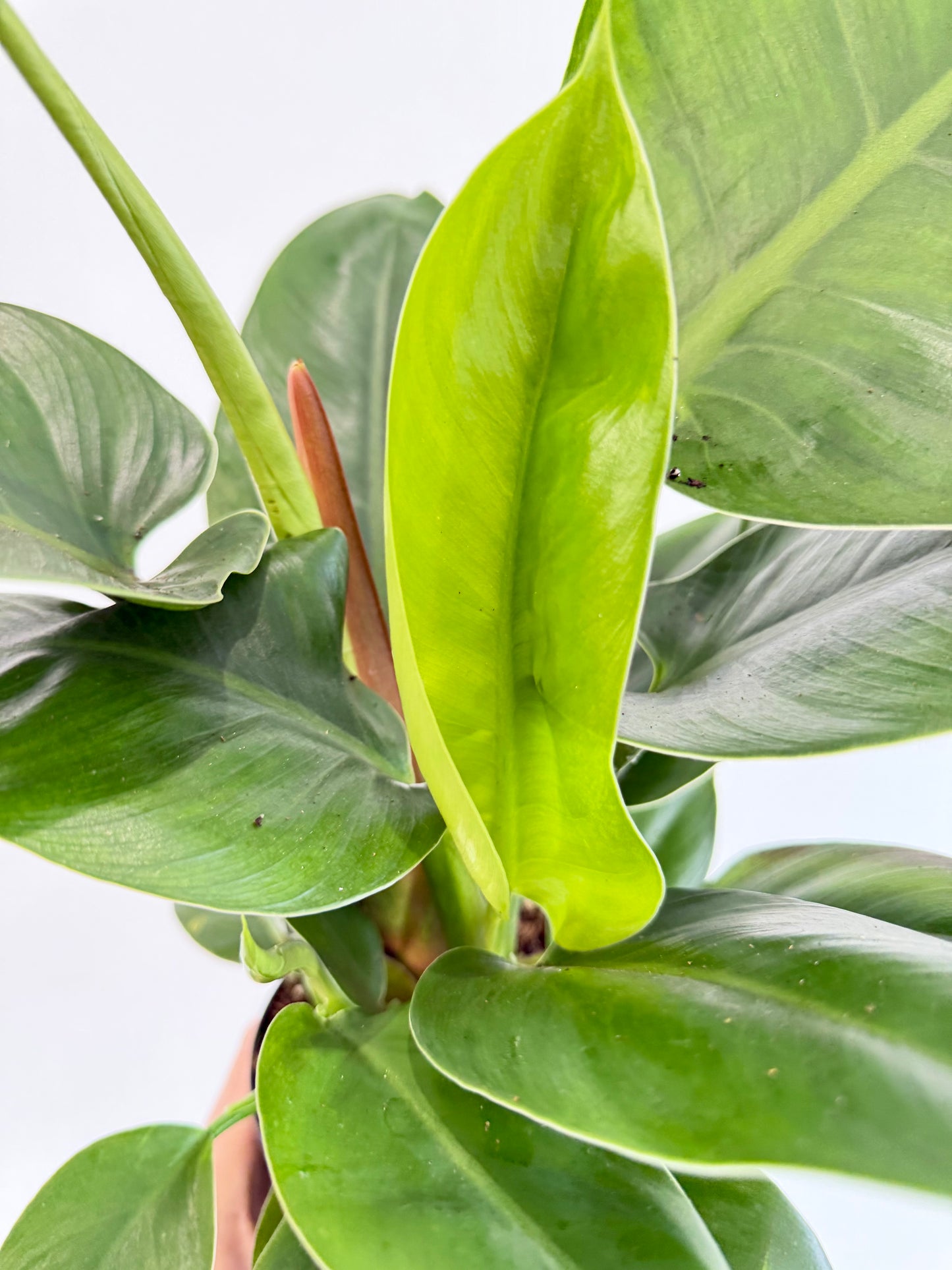Philodendron Imperial Green