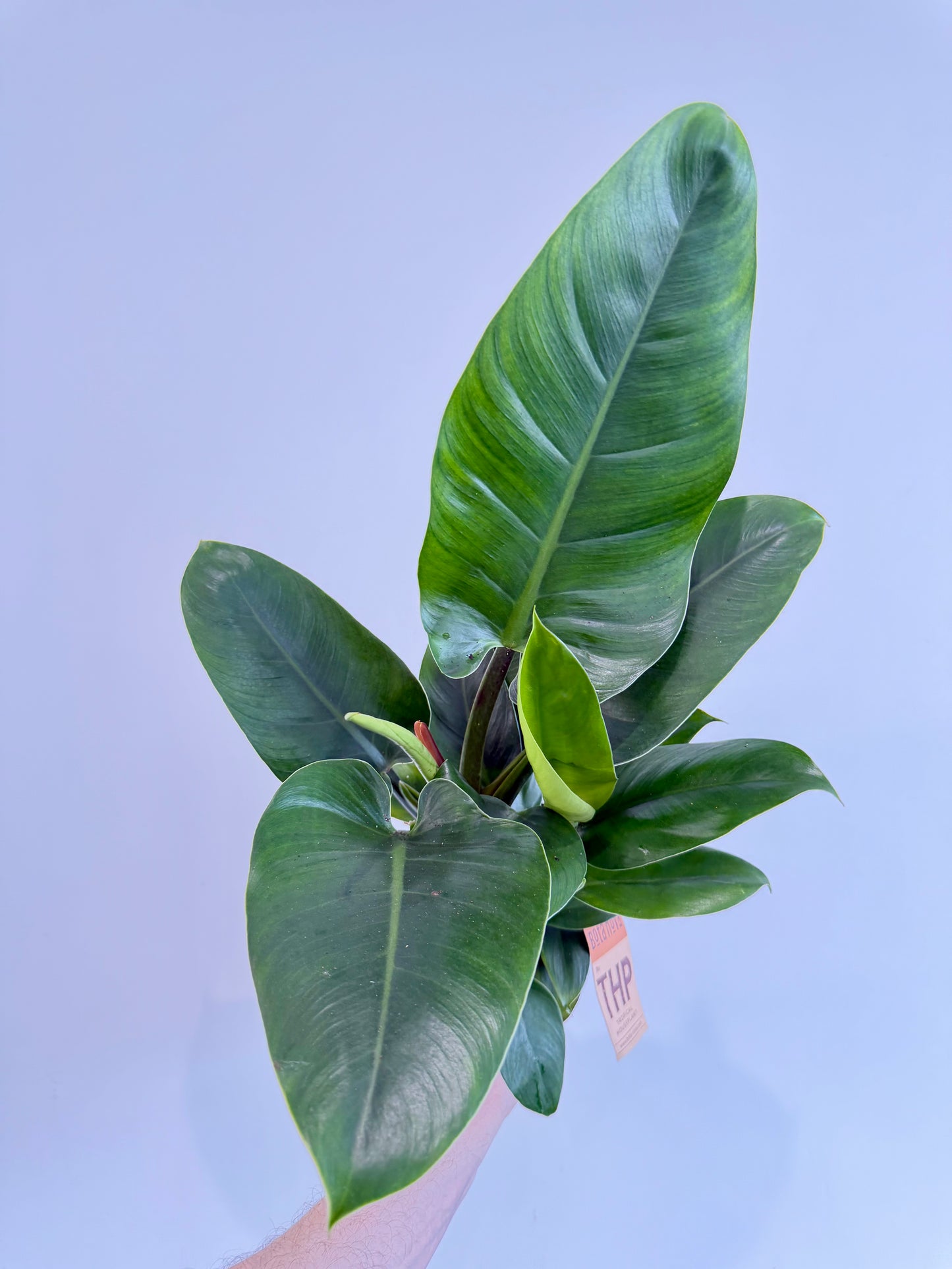 Philodendron Imperial Green