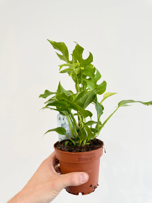 Monstera Minima - Rhaphidophora Tetrasperma