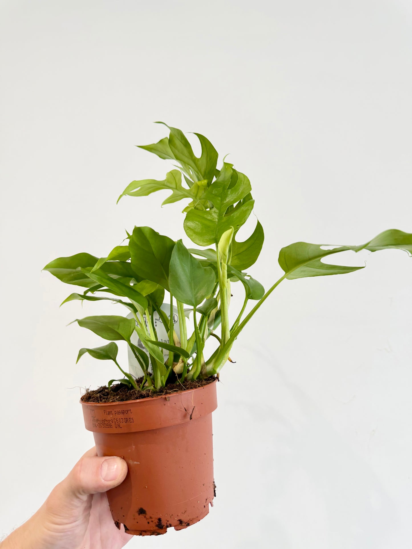 Monstera Minima - Rhaphidophora Tetrasperma