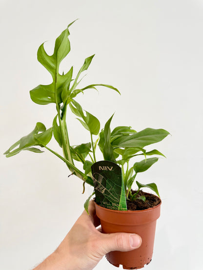 Monstera Minima - Rhaphidophora Tetrasperma