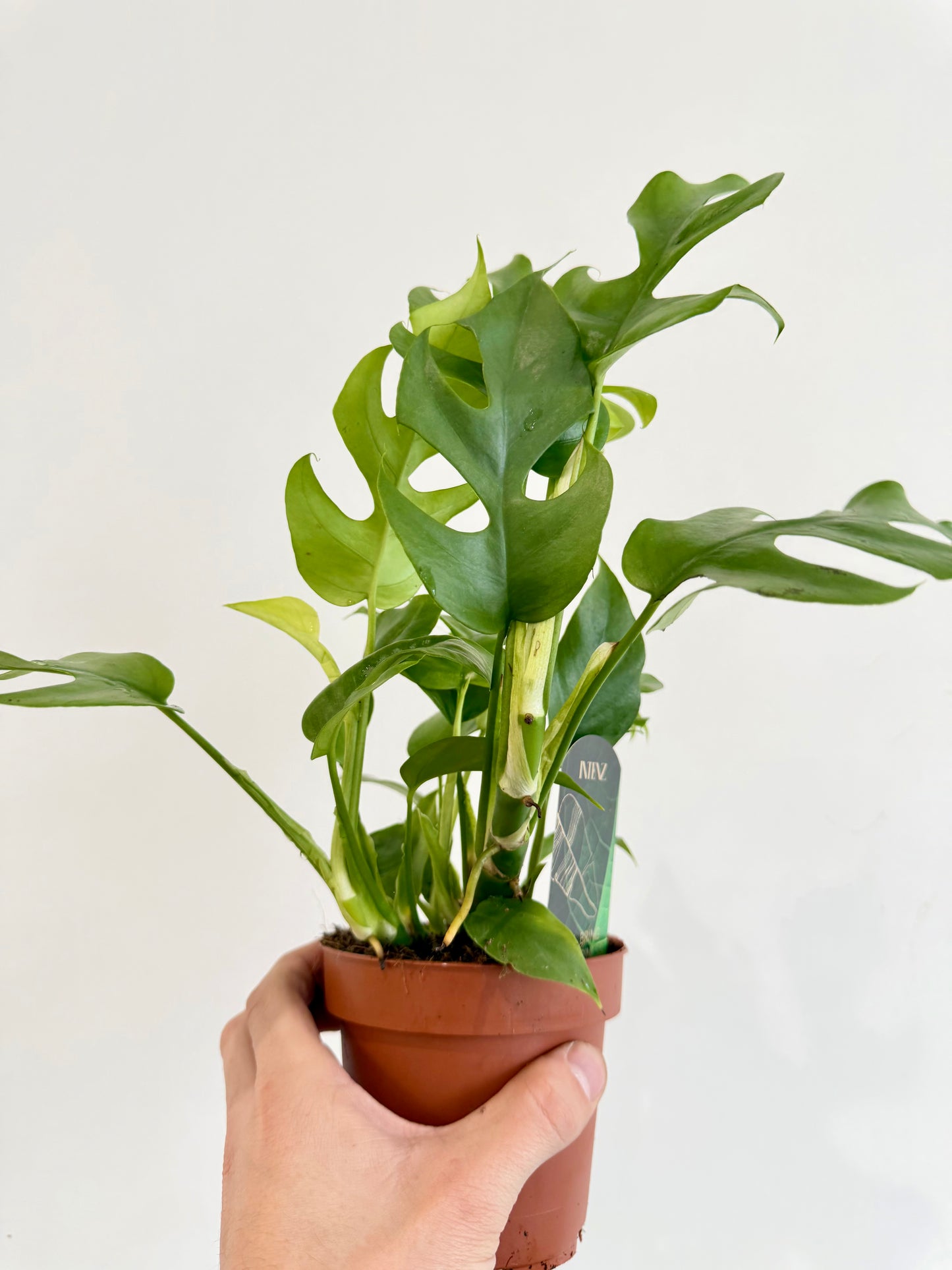 Monstera Minima - Rhaphidophora Tetrasperma