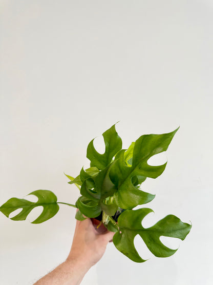 Monstera Minima - Rhaphidophora Tetrasperma