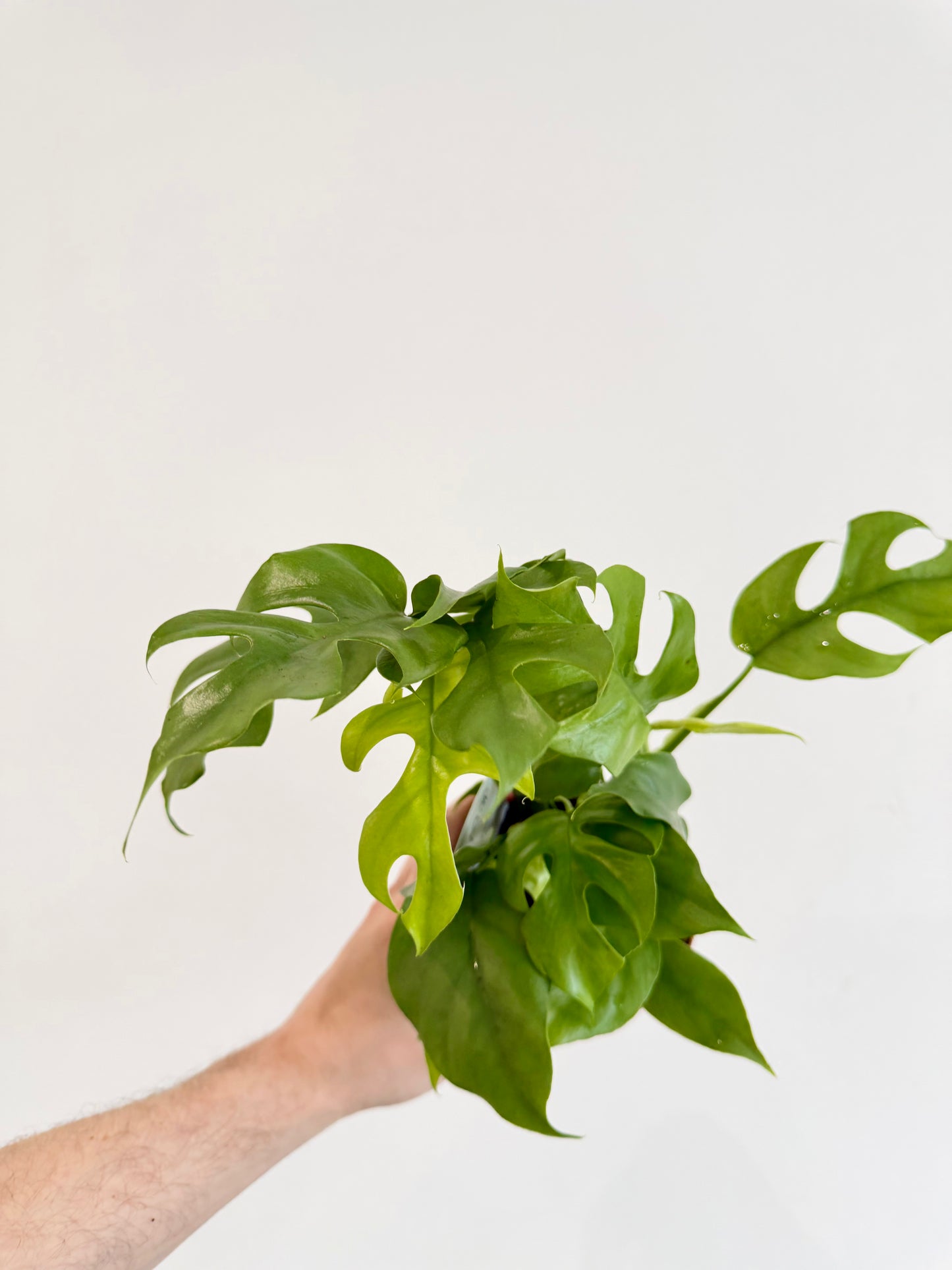 Monstera Minima - Rhaphidophora Tetrasperma