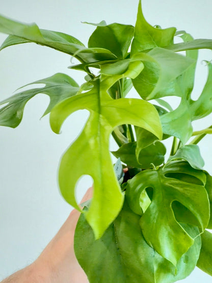 Monstera Minima - Rhaphidophora Tetrasperma