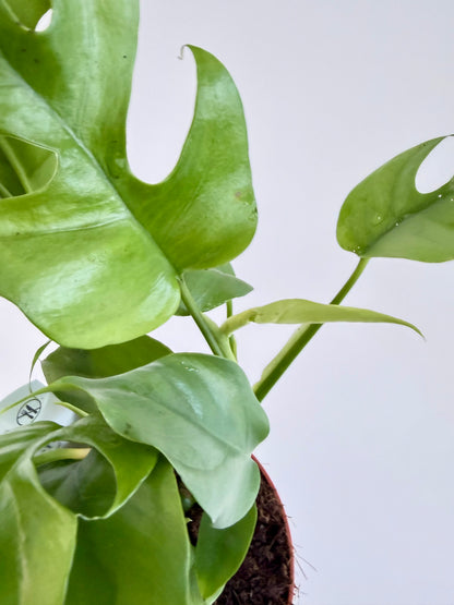 Monstera Minima - Rhaphidophora Tetrasperma