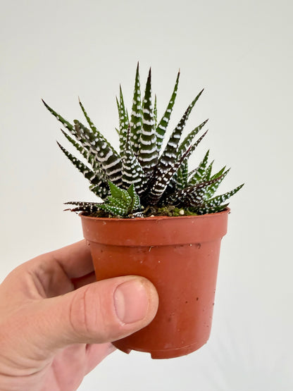 Big Band Zebra Plant - Haworthia Fasciata
