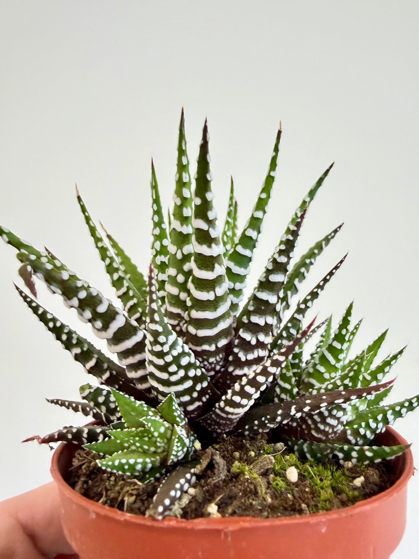 Big Band Zebra Plant - Haworthia Fasciata