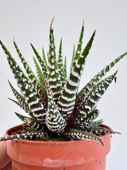 Big Band Zebra Plant - Haworthia Fasciata