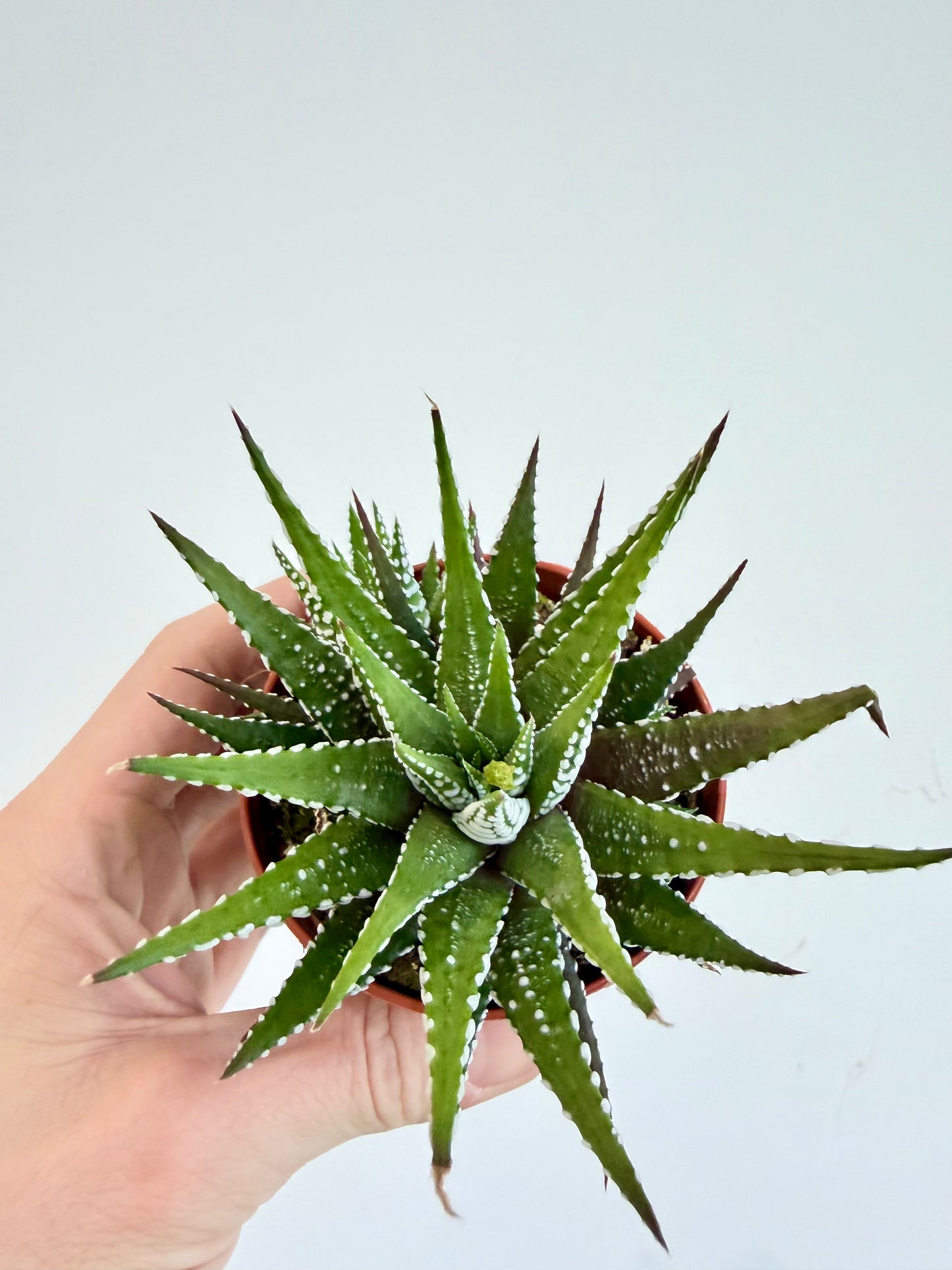 Big Band Zebra Plant - Haworthia Fasciata
