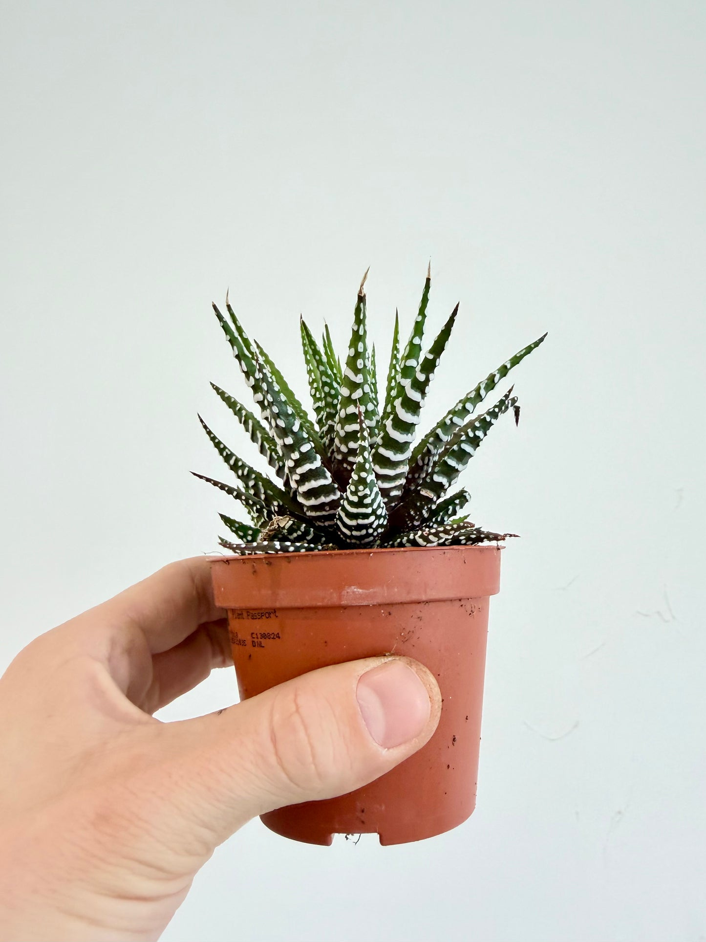 Big Band Zebra Plant - Haworthia Fasciata