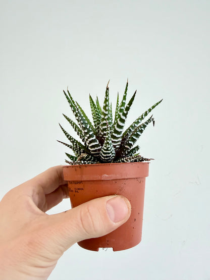 Big Band Zebra Plant - Haworthia Fasciata