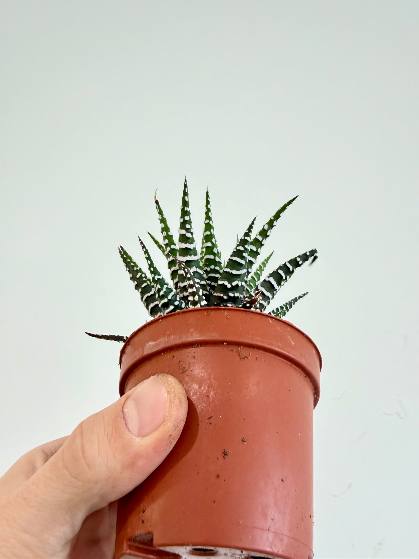 Big Band Zebra Plant - Haworthia Fasciata