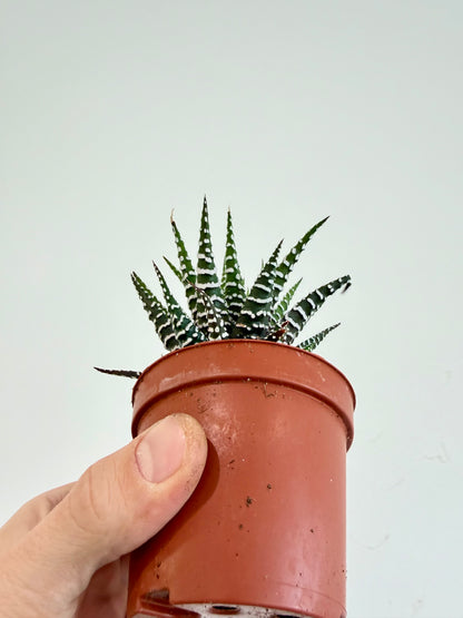 Big Band Zebra Plant - Haworthia Fasciata