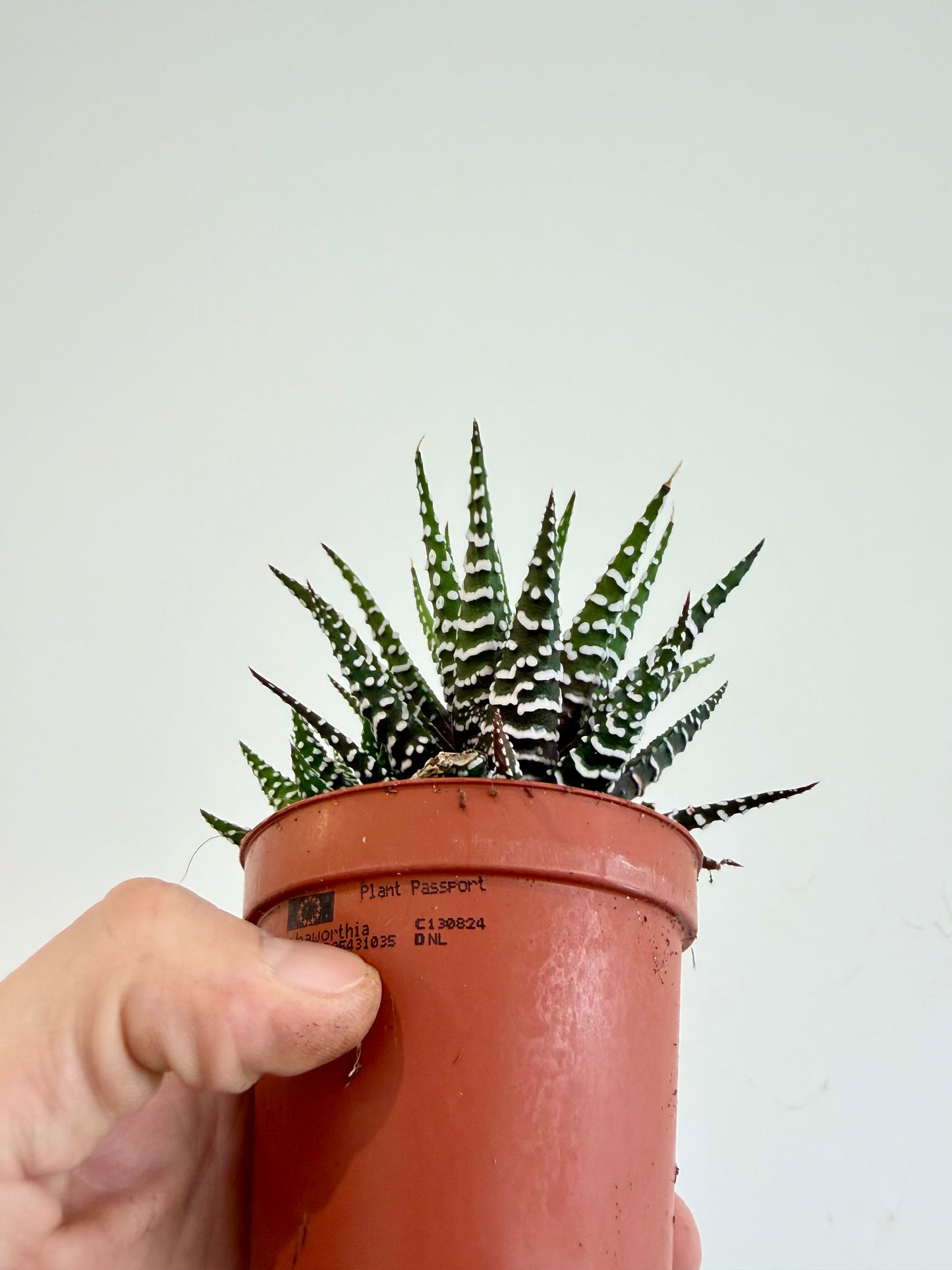 Big Band Zebra Plant - Haworthia Fasciata