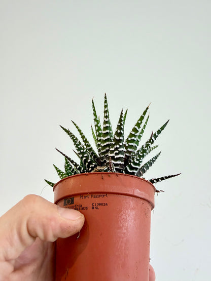Big Band Zebra Plant - Haworthia Fasciata