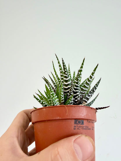 Big Band Zebra Plant - Haworthia Fasciata