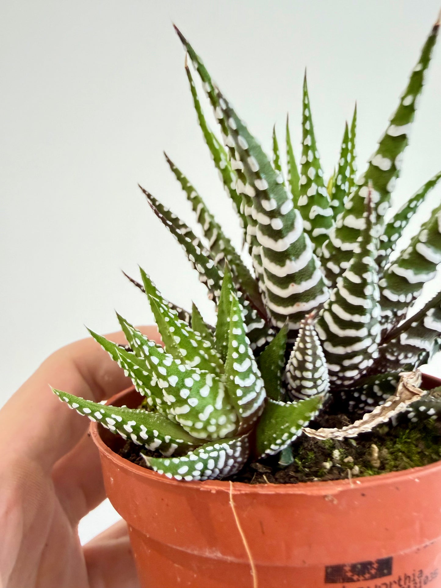 Big Band Zebra Plant - Haworthia Fasciata