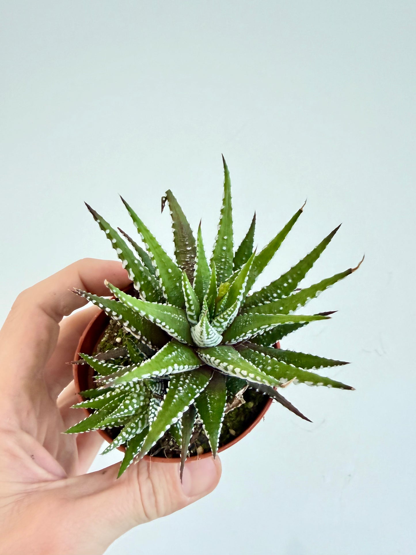 Big Band Zebra Plant - Haworthia Fasciata