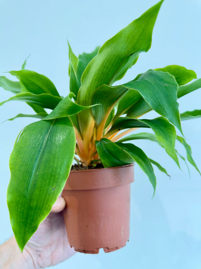 Orange Spider Plant - Chlorophytum Fire Flash